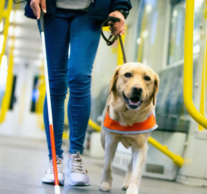 Imagen ilustrativa de perro de asistencia.